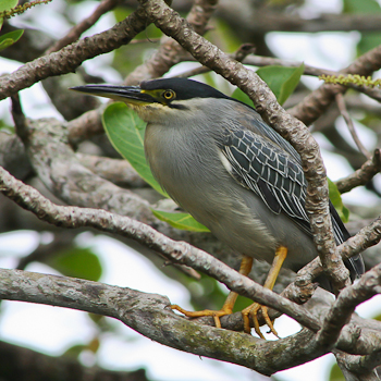 Green-backed Heron